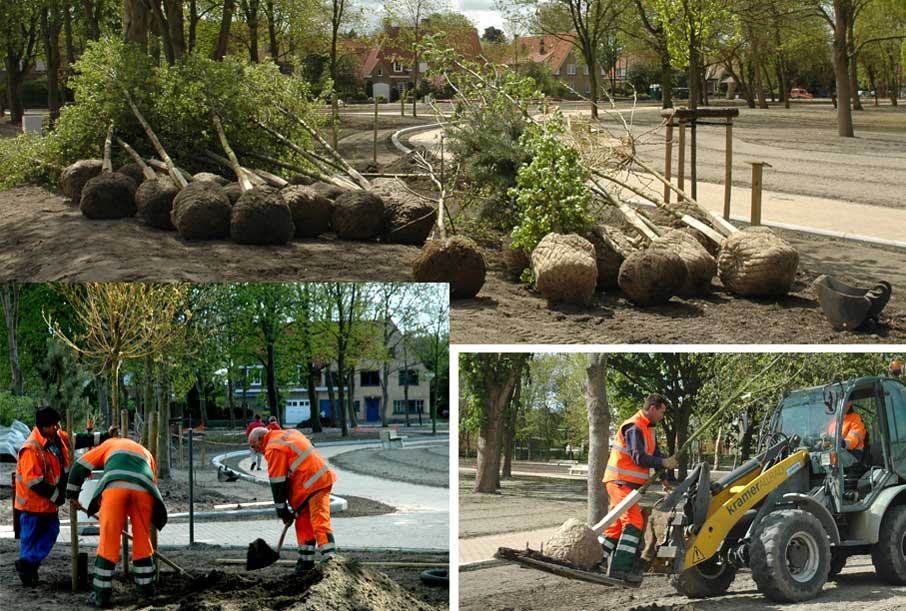 planten van bomen