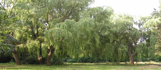 park in verval