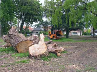 VOORKOMENDE BOOM- EN BEHOUDEN BOOMSOORTEN