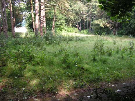 verwilderd struiken- bomenbestand