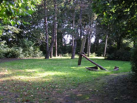 verwilderd struiken- bomenbestand