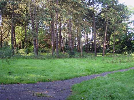 verwilderd struiken- bomenbestand