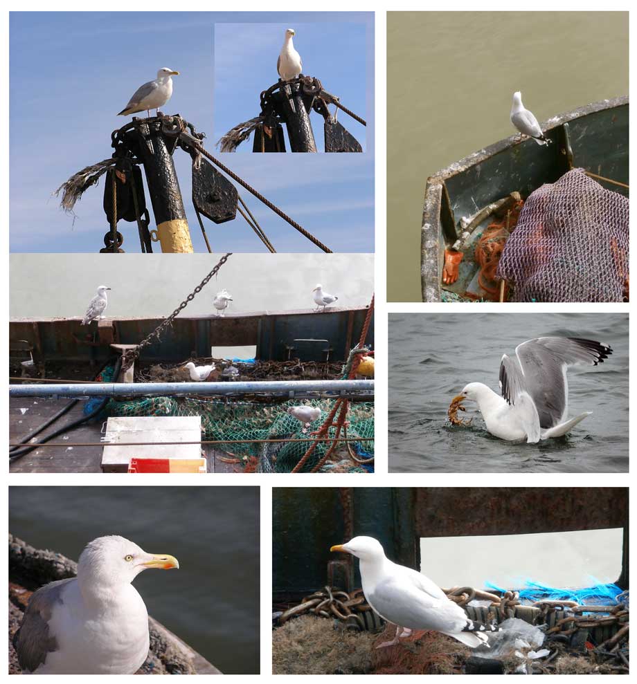 meeuwen in de haven