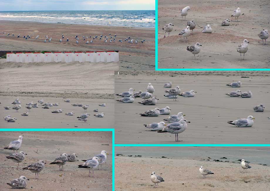 collage meeuwen op het strand