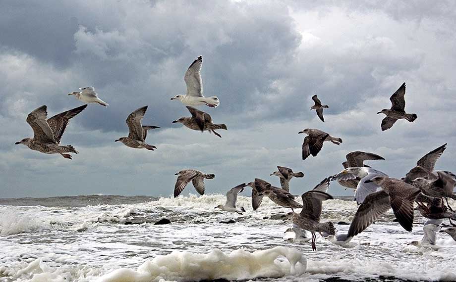 meeuwe in de vlucht boven de branding