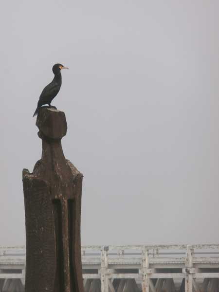 aalschover bovenop het beeld Blauwvoet