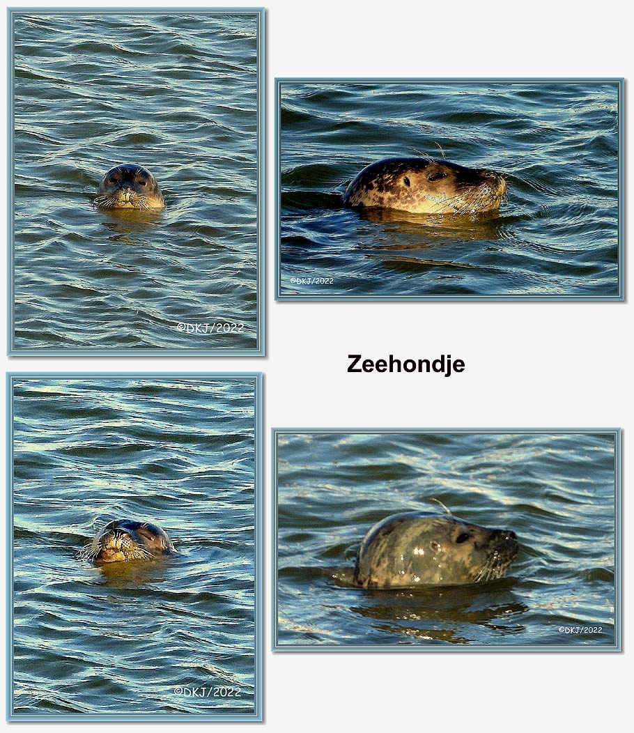 collage opnamen tijdens wandeling in jachthaven nieuwpoort