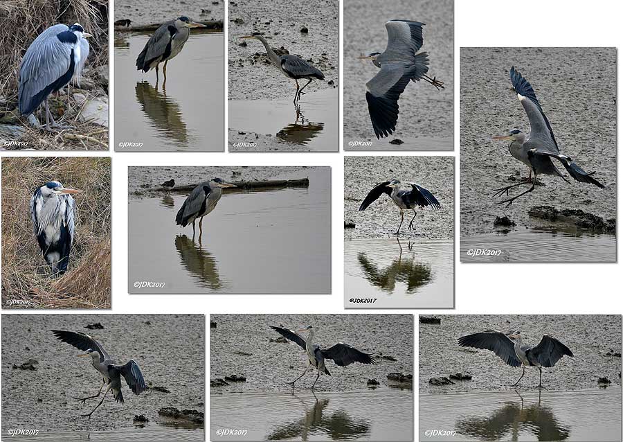 collage blauwe reiger