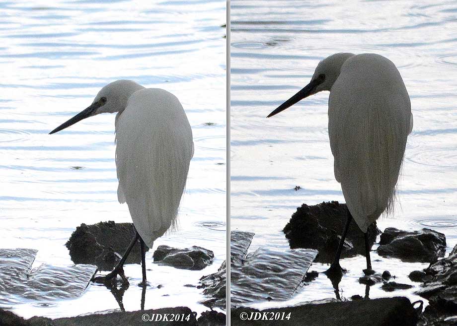 kleine zilverreiger