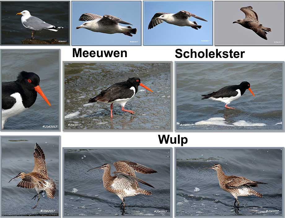 collage meeuwen, scholekster en wulp