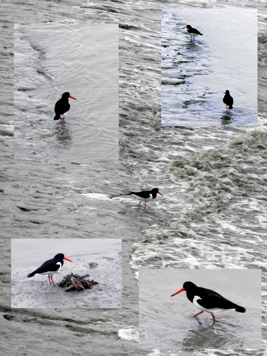 collage scholeksters in actie