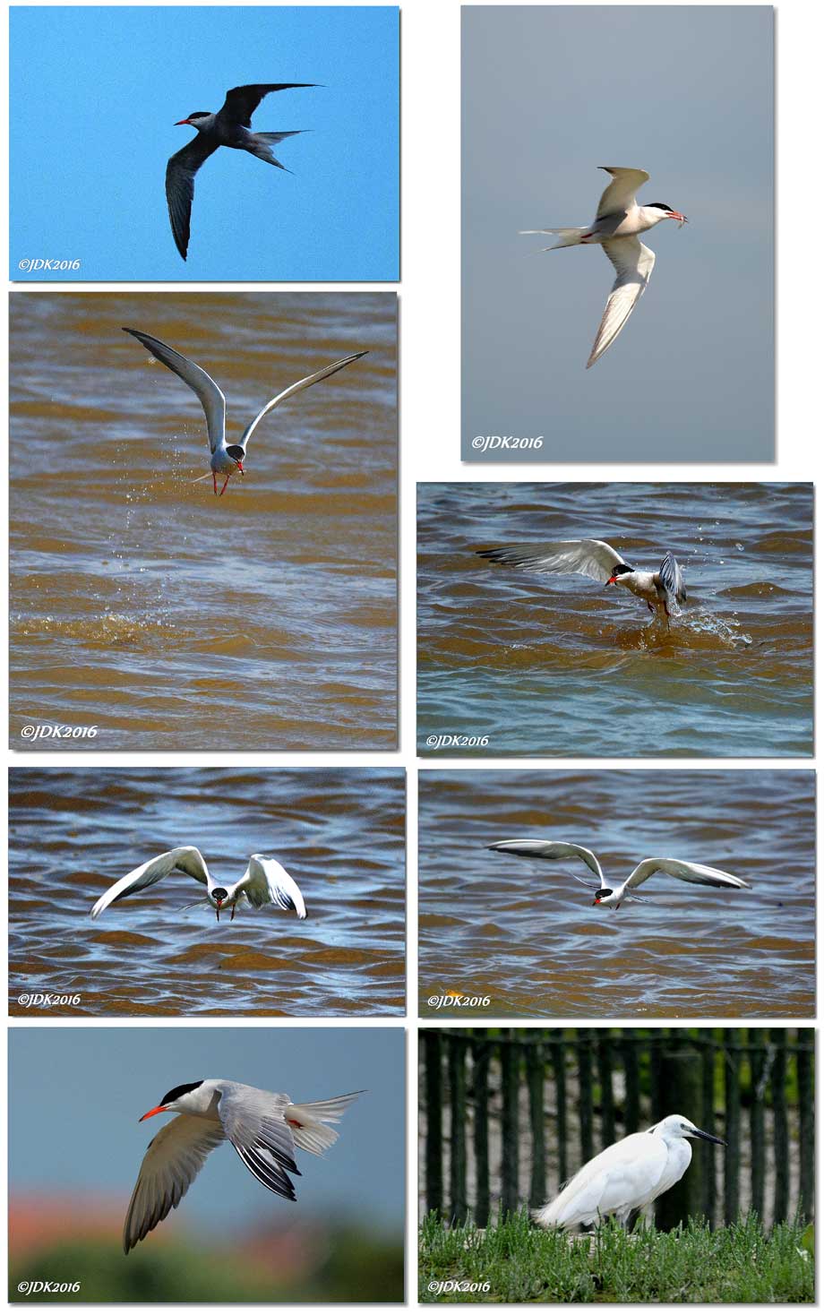 collage visdiefjes op jacht, gadegeslagen door kleine zilverreiger