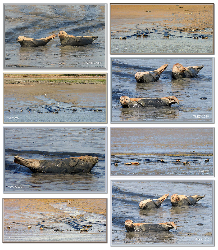 zeehonden rusten langs de havengeul