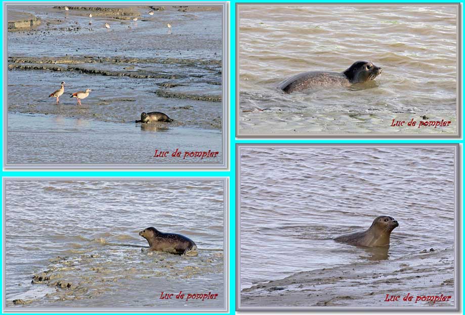 Collage zeehonden