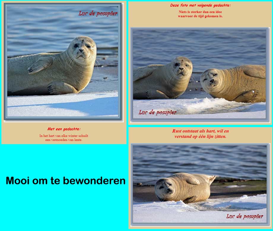 ollage zeehonden