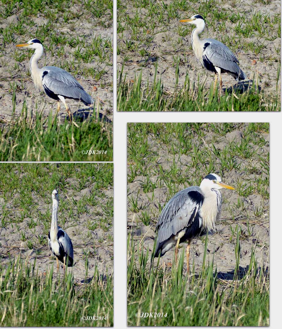 blauwe reiger