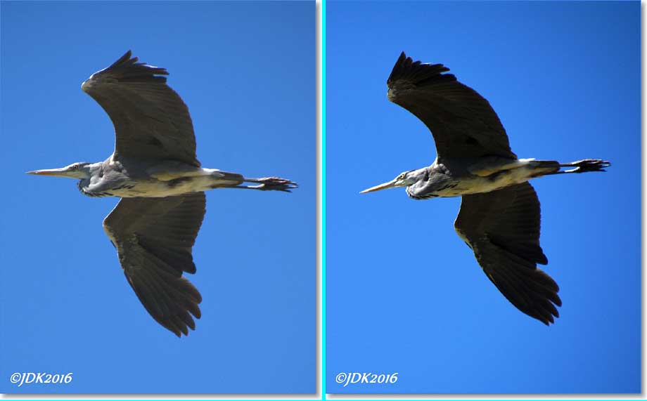 collage reiger