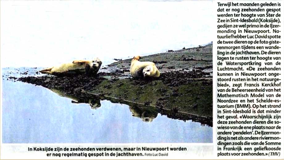 Twee zeehonden in de haven op slikken