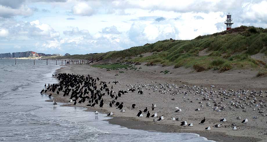 strandreervaat gezien van op het staketsel