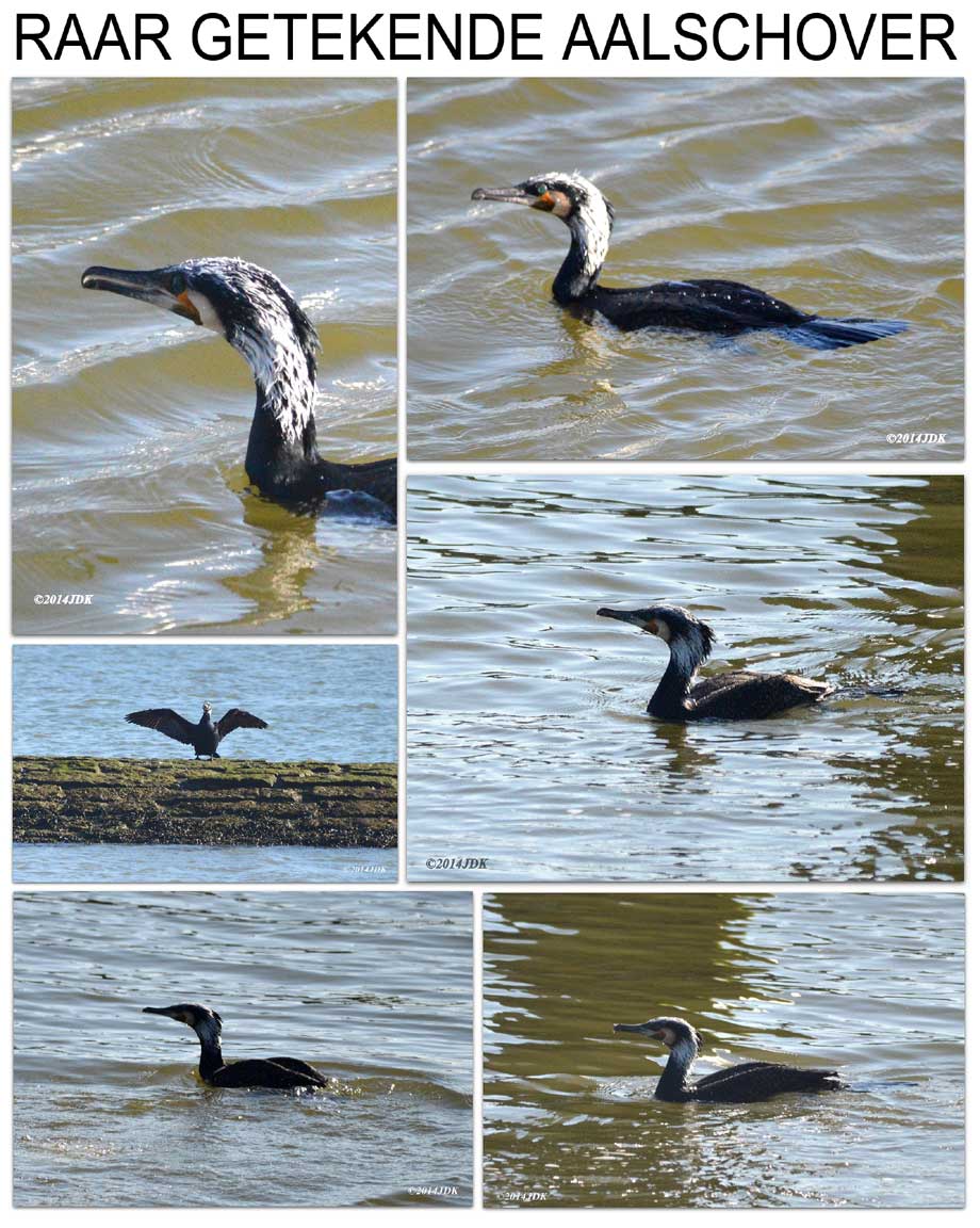 collage gespotte raar getekende aalschover