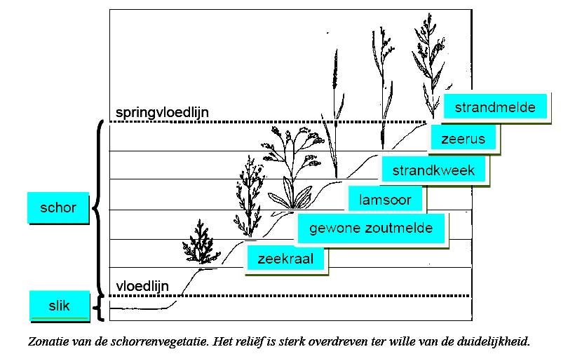 schets slikken en schorren