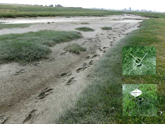 Sporen van wetenschappers in het slik van de kreek