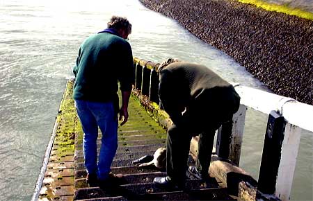 zeehond rustend op de traphelling