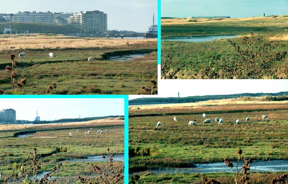 Zichten van uit de kijkhut "De Zeehond"