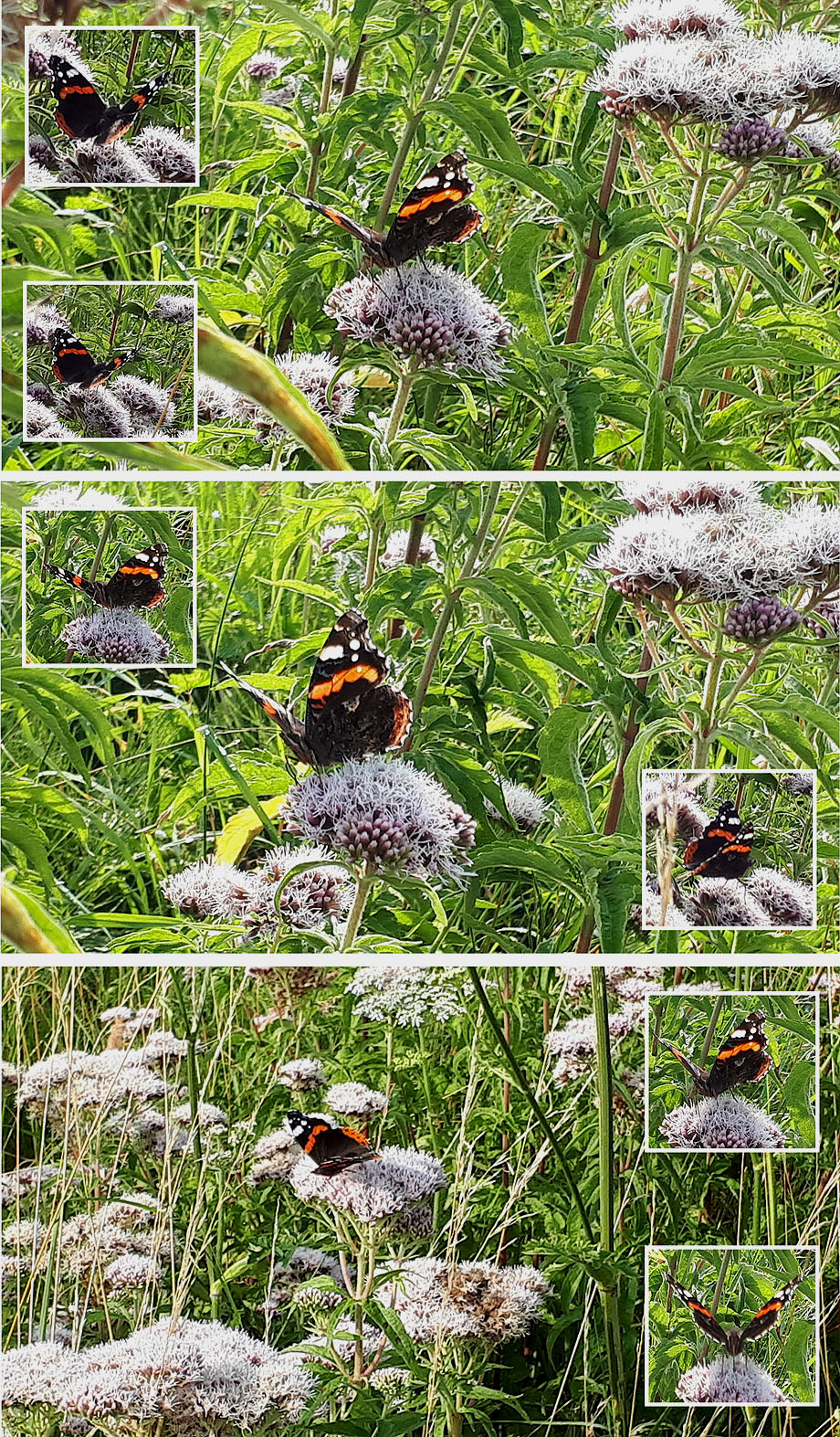 collage vlinder